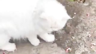 Funny & Cute Cats Compilation (TikTok) #shorts ????