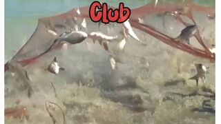 Fish Dance