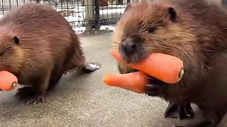 Cute animal