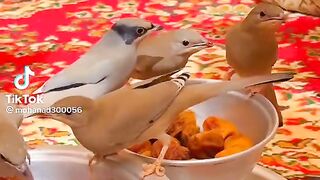 Birds enjoying