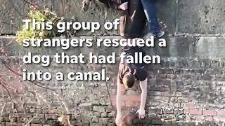 Good Samaritans save stranger's dog from drowning