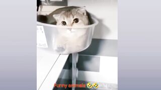 Funny cat video
