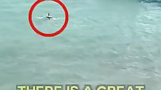 Men Rescue shark