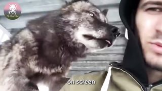 Largest wolf in the world as pet