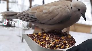 Birds Aviary