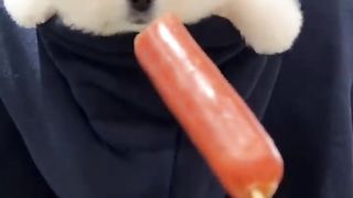 Cute puppy video | funny video ???? puppy funny video