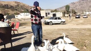 Ducks taking their lunch on Khanpur Lake (Khanpur Haripur)