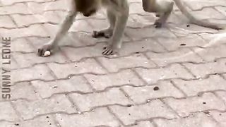 Funny animal viral video