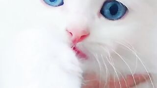 Cute cats