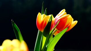 Tulip flowers