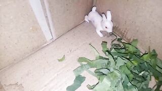 Little and beautiful rabbit