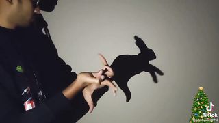 Making animals with hand shadows