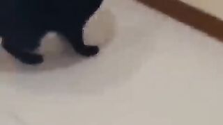 Cat funny video
