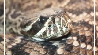 RATTLE SNAKE II Joke in English II Animal Joke