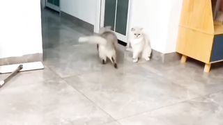 Funniest Animals 2023 Funniest Cats and Dogs