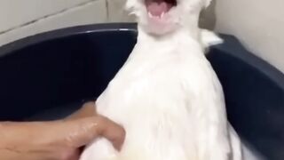 Disgruntled-cats-or-beauty-treatments-fu
