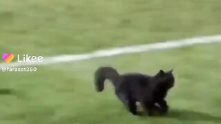 Funny cat
