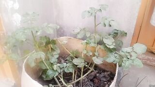 How to grow vegetables in home, kitchen garden