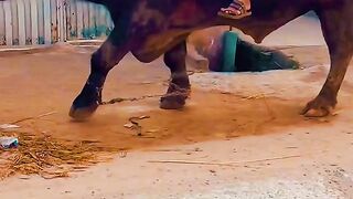 Pakistani funny video