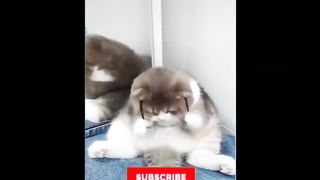 FUNNY AND CUTE CATS SHORT VIDEOS 2024 !