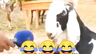 Goat funny video