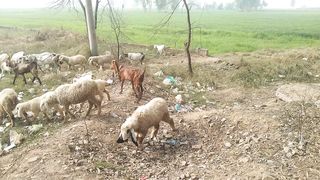 Beautiful goats