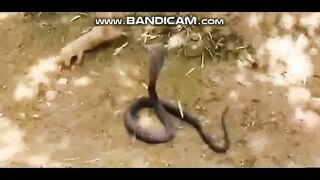 Animals 18-2-2023-2
