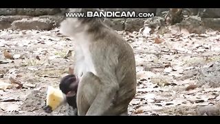 Animals 18-2-2023-3