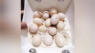 How to saved eggs in summer ( garmi main anda save karna ka treeka ) aseel eggs saving