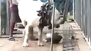 Most dangerous dog