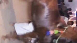 Horse dance