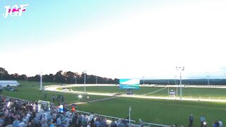 Greyhound dog racing - Track race 480m