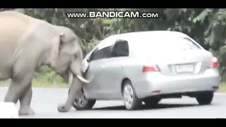 Animals 18-2-2023-5