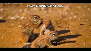 Animals 18-2-2023-6