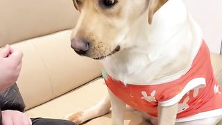 loyal dog
