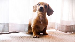 Cute Moment || Puppies || Enjoy 30 sec || DJ Trendz || Cute_Dog