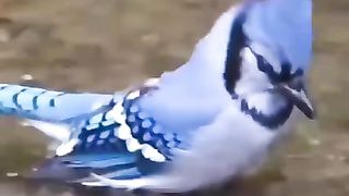 subhan ALLAH Beautiful Bird