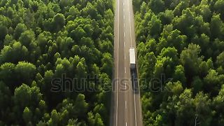 Butifull forest