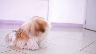 A little angry puppy! but it's so cute that I wasn't scared at all!!✂️❤️????