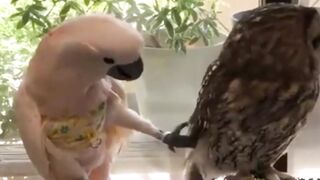 Funny video of parrot and owl | طوطے اور الو کی مزاحیہ ویڈیو |
