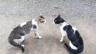 Baby Cats - Cute and Funny Cat Videos Compilation #60 | Aww Animals