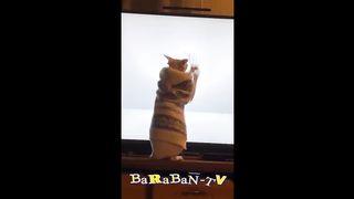 Fun cats gang