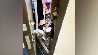 Guaranteed fun with these fun animals