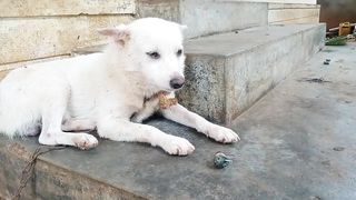 Dog Prank Funny  2023 Febspot