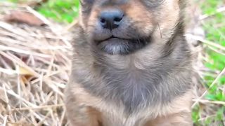 Awwwwww Such a cute puppy