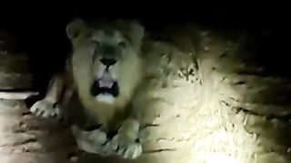 #realtiger