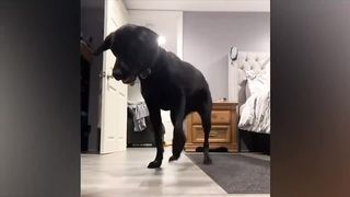 funnyanimalcompilation