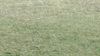 Cricket