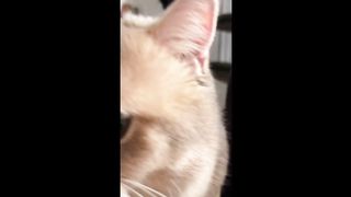 Cute Cat Cash's meow talk COMPILATION 01| meow__cash