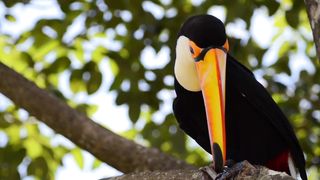 Birds Beauty